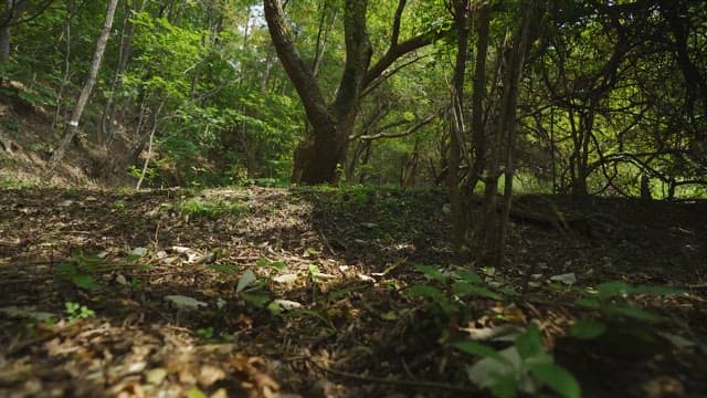 녹음이 우거진 울창한 숲 산책