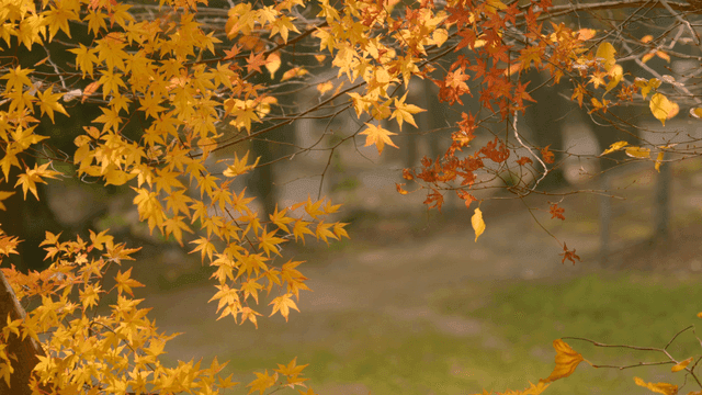 Autumn leaves in a peaceful park