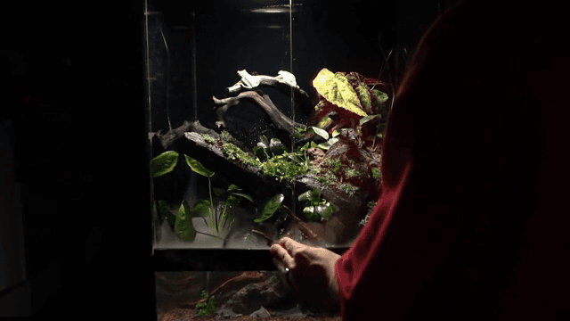 개구리와 무성한 식물이 있는 테라리움