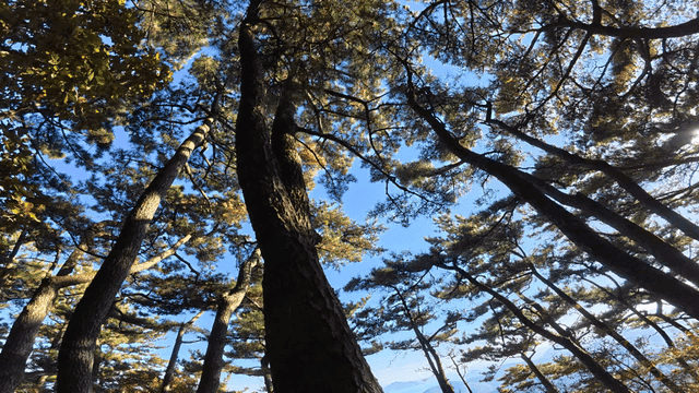 Tall trees reaching towards the sky