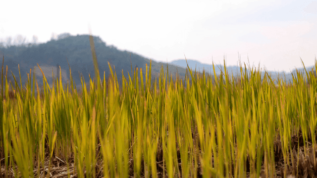 Green rice plants in a field with mountains