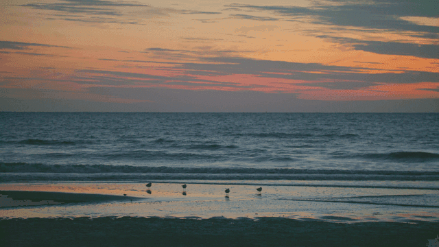 해질녘 새들이 있는 고요한 해변