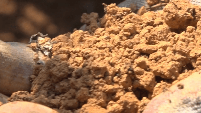 흙을 들고 있는 장갑 낀 손