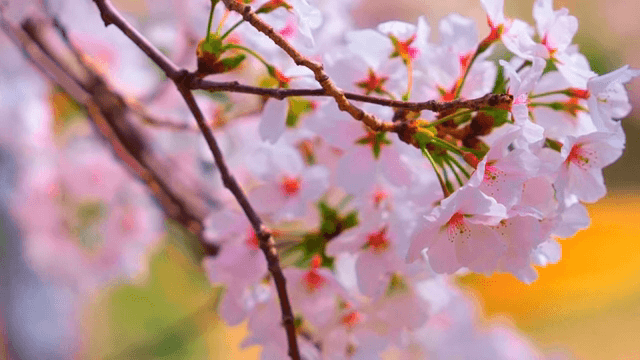 가지에 만개한 벚꽃