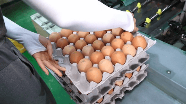 Eggs being sorted and packed in a factory