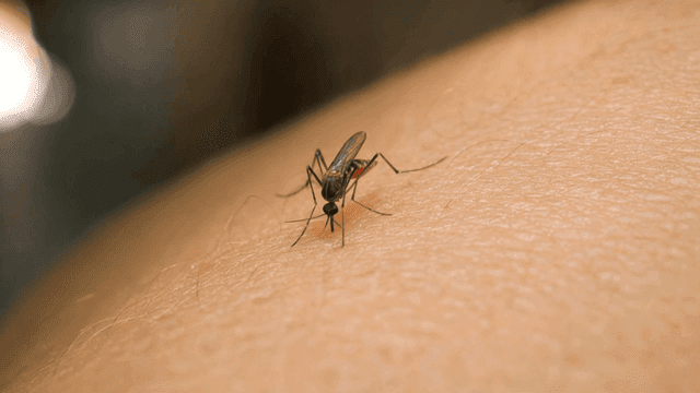 Mosquitoes that suck blood on human skin