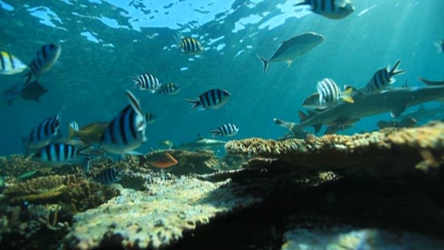 Tranquil Underwater Scene with Marine Life