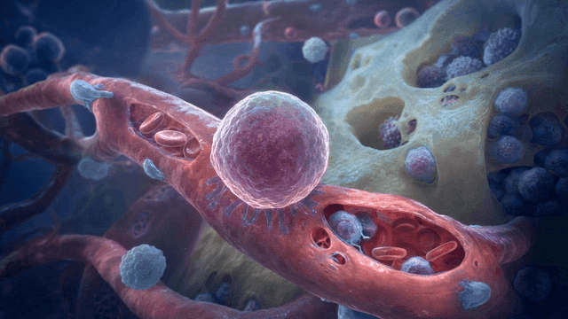 Microscopic view of blood vessels and cells