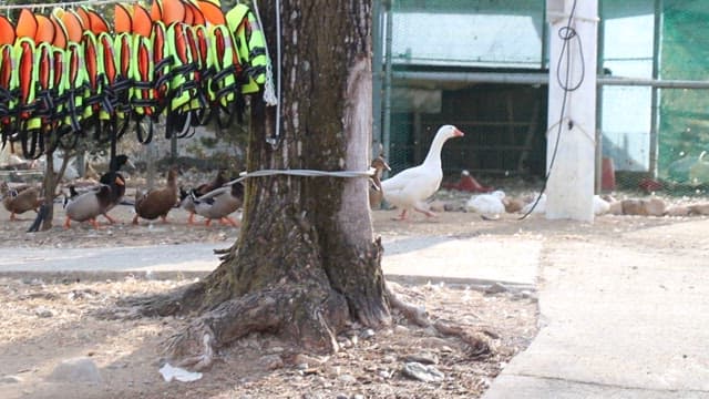 얼어붙은 연못으로 향하는 오리와 거위들