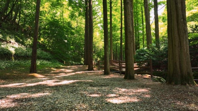 키 큰 나무가 있는 고요한 숲길