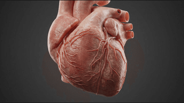 Detailed view of human heart in 3D