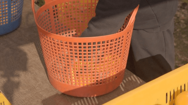 Person sorting tangerines into baskets