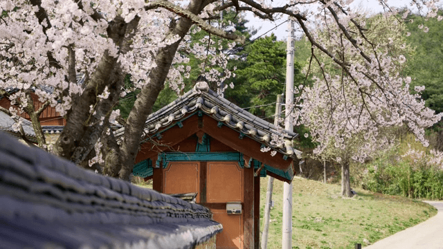 벚꽃이 핀 전통 한옥