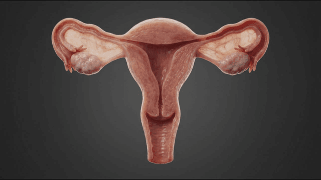 Detailed view of the female reproductive system