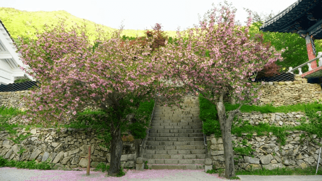 Staircase surrounded by blooming cherry trees