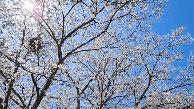 맑은 하늘 아래 핀 벚꽃