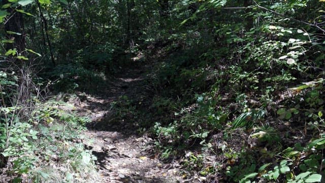 A quiet forest trail under dappled sunlight