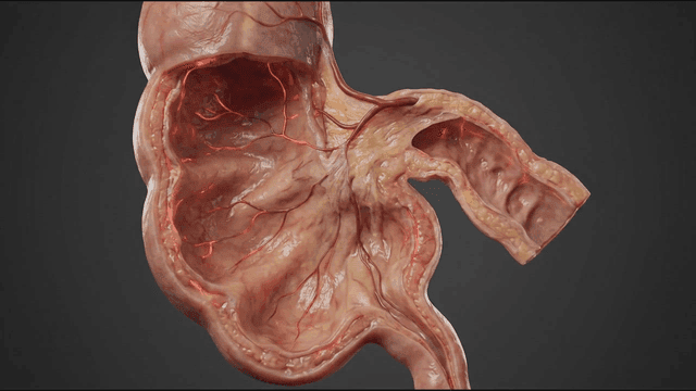 Detailed view of model of human ileocecal region