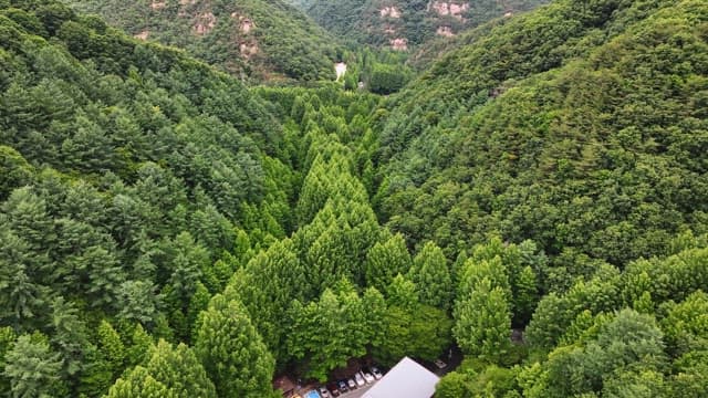 푸른 산 배경의 울창한 숲