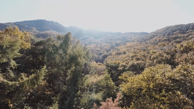 가을 단풍이 든 광활한 숲