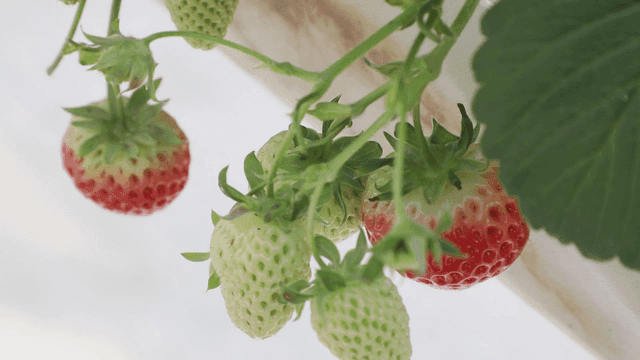 덩굴에서 익어가는 딸기