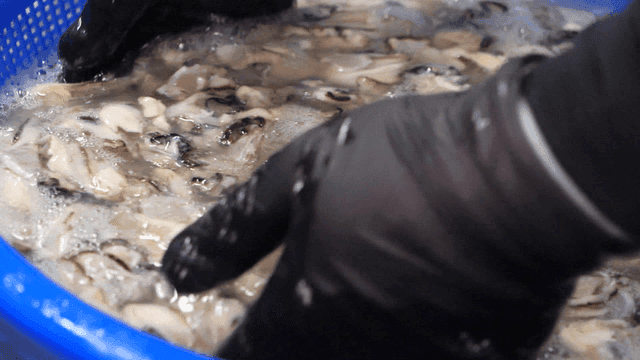 Oysters being washed in a blue basket