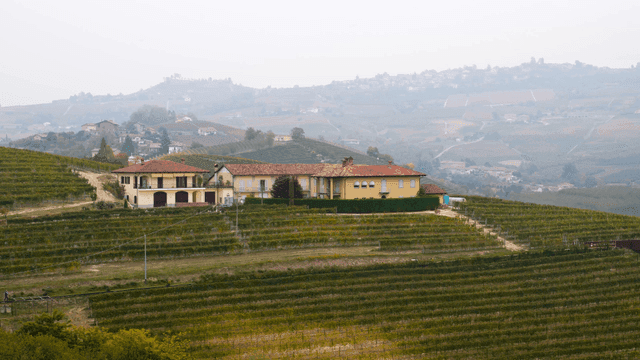 Vineyard landscape with farmhouses