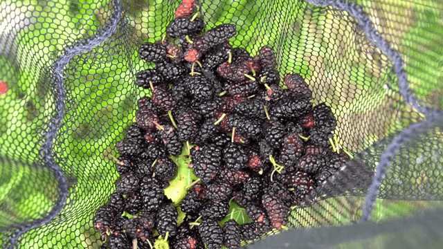 그물에 담긴 갓 딴 오디