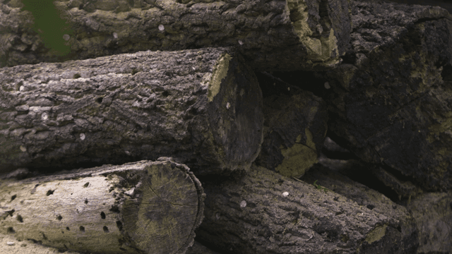 Stacked logs in a forest setting