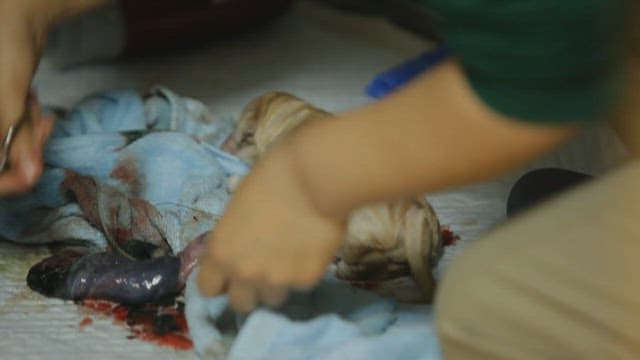 갓 태어난 강아지의 탯줄을 자르는 모습