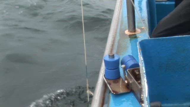 어선에서 잡힌 문어