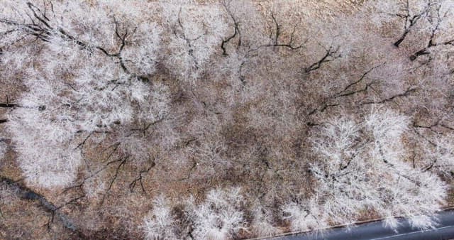 나뭇잎이 없는 겨울 나목으로 가득해 황량한 눈 덮인 숲