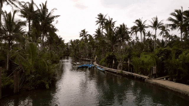 Serene river surrounded by palm trees