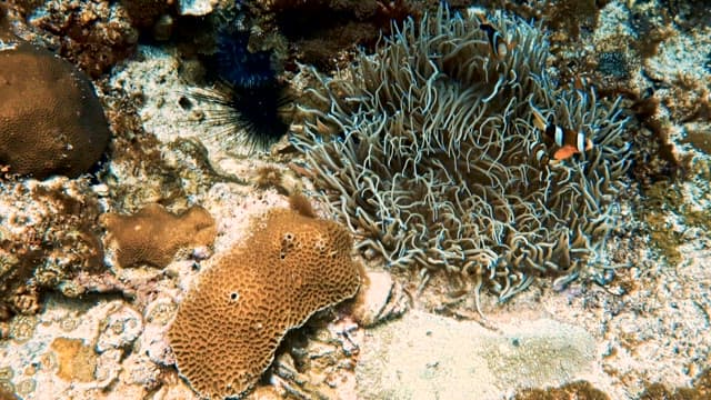 산호초 옆에서 노는 흰동가리 한 쌍