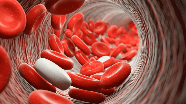 혈관을 흐르는 적혈구