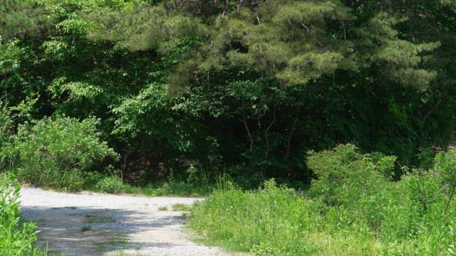 Pathway with swaying leaves in a dense green forest during daytime