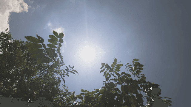 Bright sun shining through tree leaves