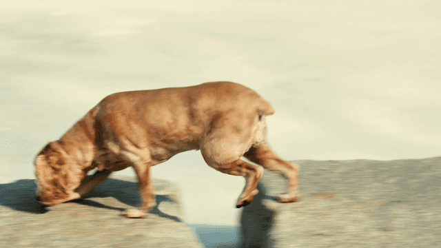 얼어붙은 강 위 돌다리를 걷너는 강아지