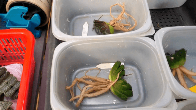 플라스틱 용기에 담긴 다육식물