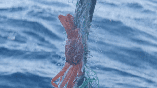 바다 위 그물에 걸린 게