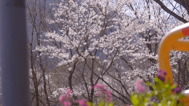 봄에 피어나는 벚꽃