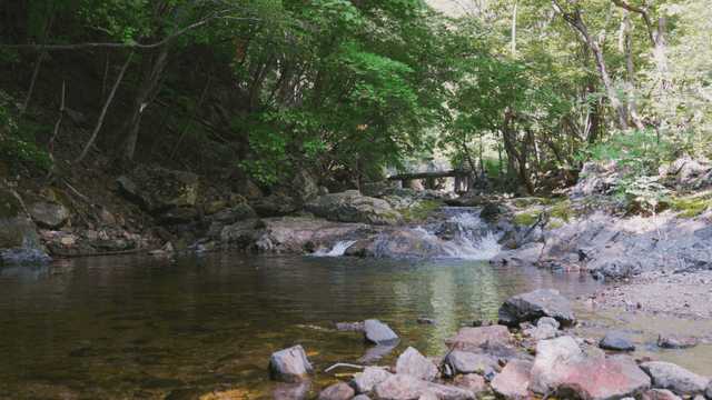 멀리 작은 다리가 있는 고요한 숲 속 계곡