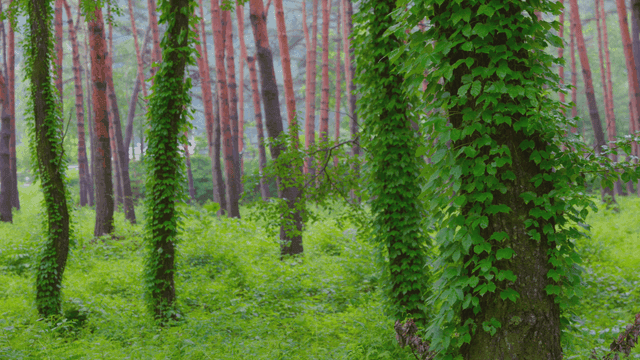 푸른 숲과 높은 나무들