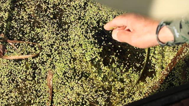 습지를 메우고 있는 푸른 수초를 만지는 손