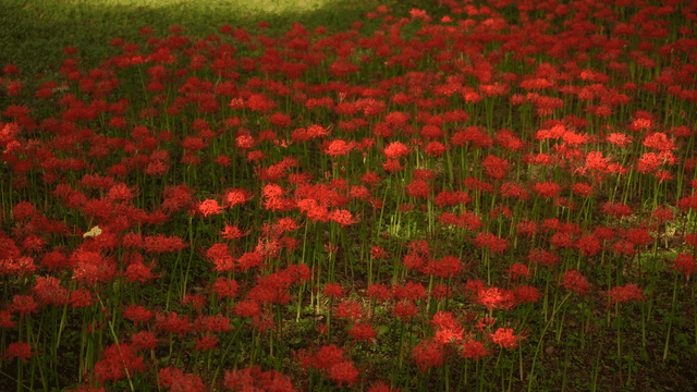 숲 바닥을 가득 메운 붉은 상사화