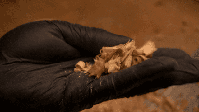 장갑 낀 손에 들린 나무 톱밥