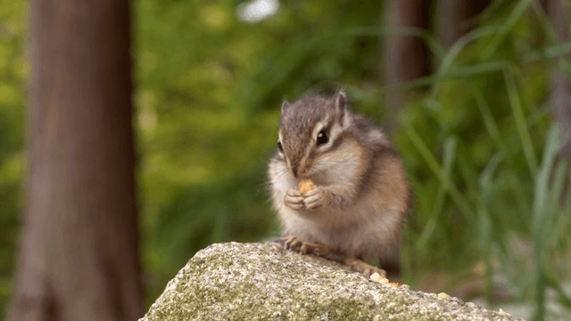 A chipmunk eating on a rock in the forest