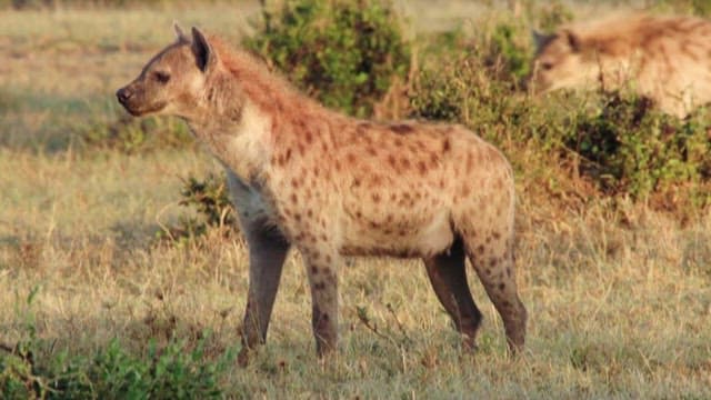 Lions an Hyenas Wary of Each Other in the Savannah