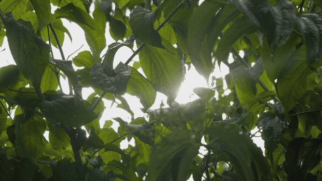 Sunlight shining through green leaves