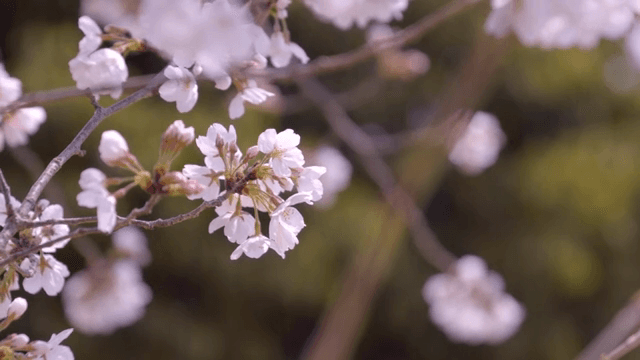 Cherry blossoms in full bloom on branches